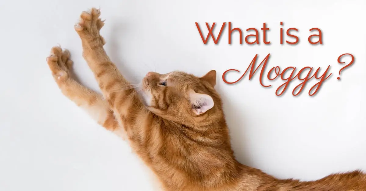 What is a moggy?