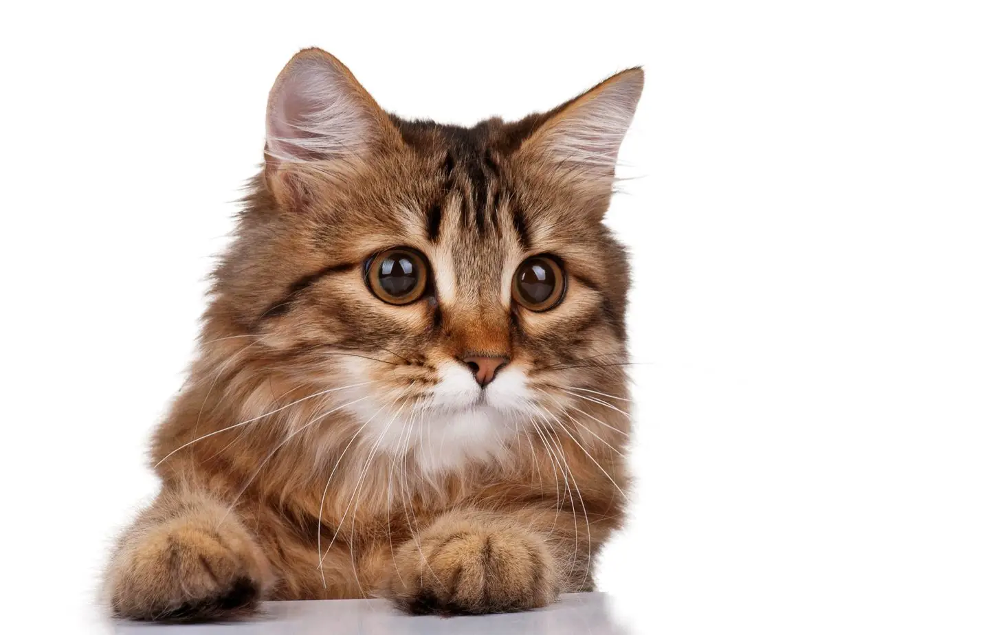 Catchlights in a cat
