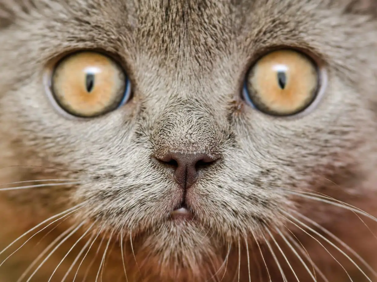 Close up of a cat