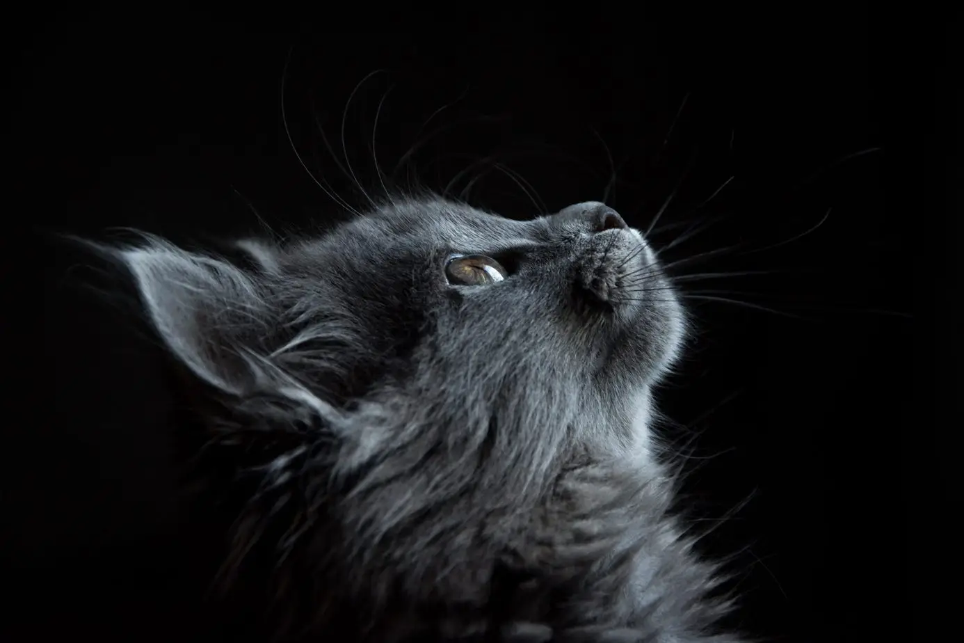 Using a backdrop for cat photography