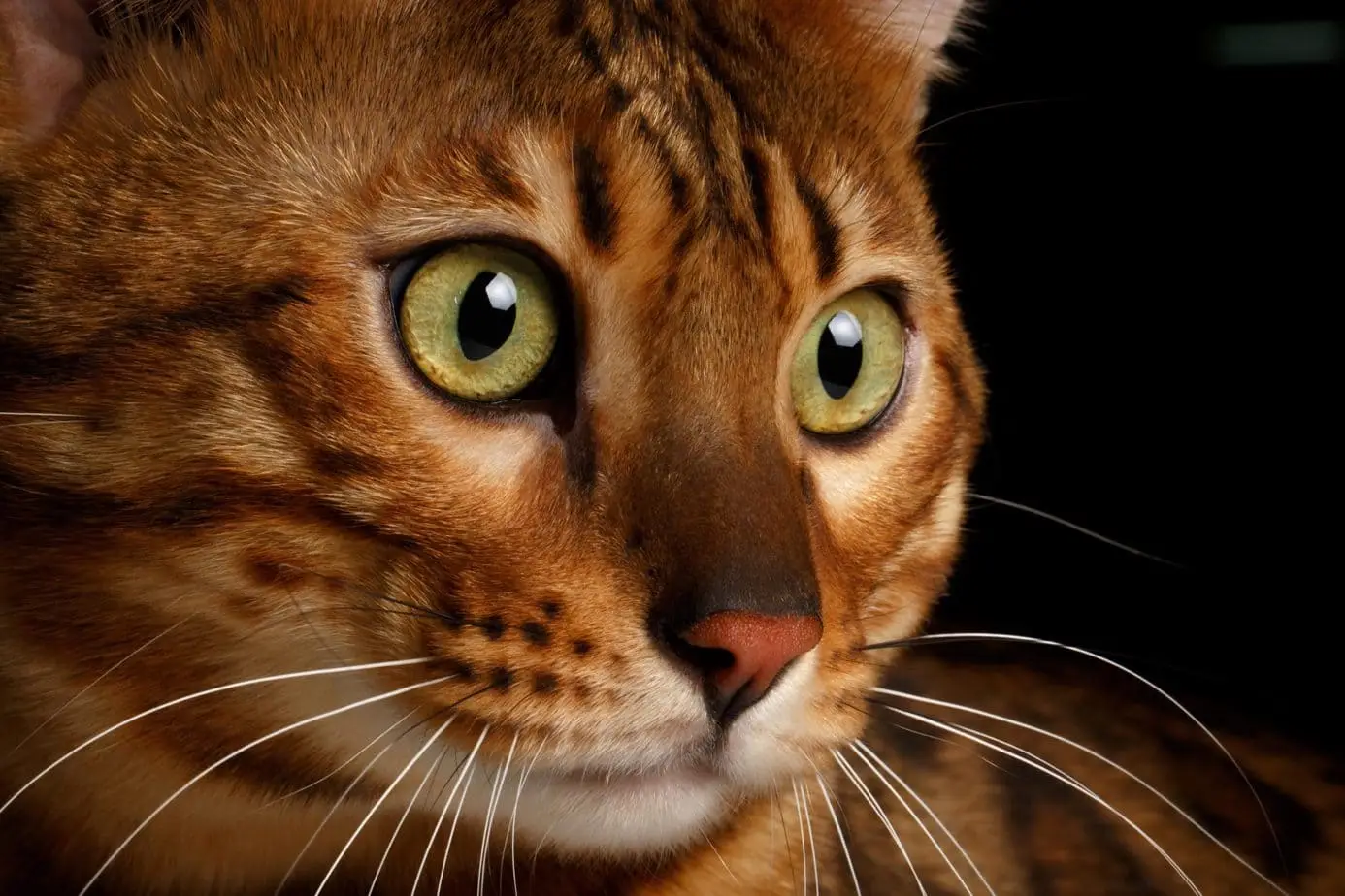 Close up of a Bengal cat