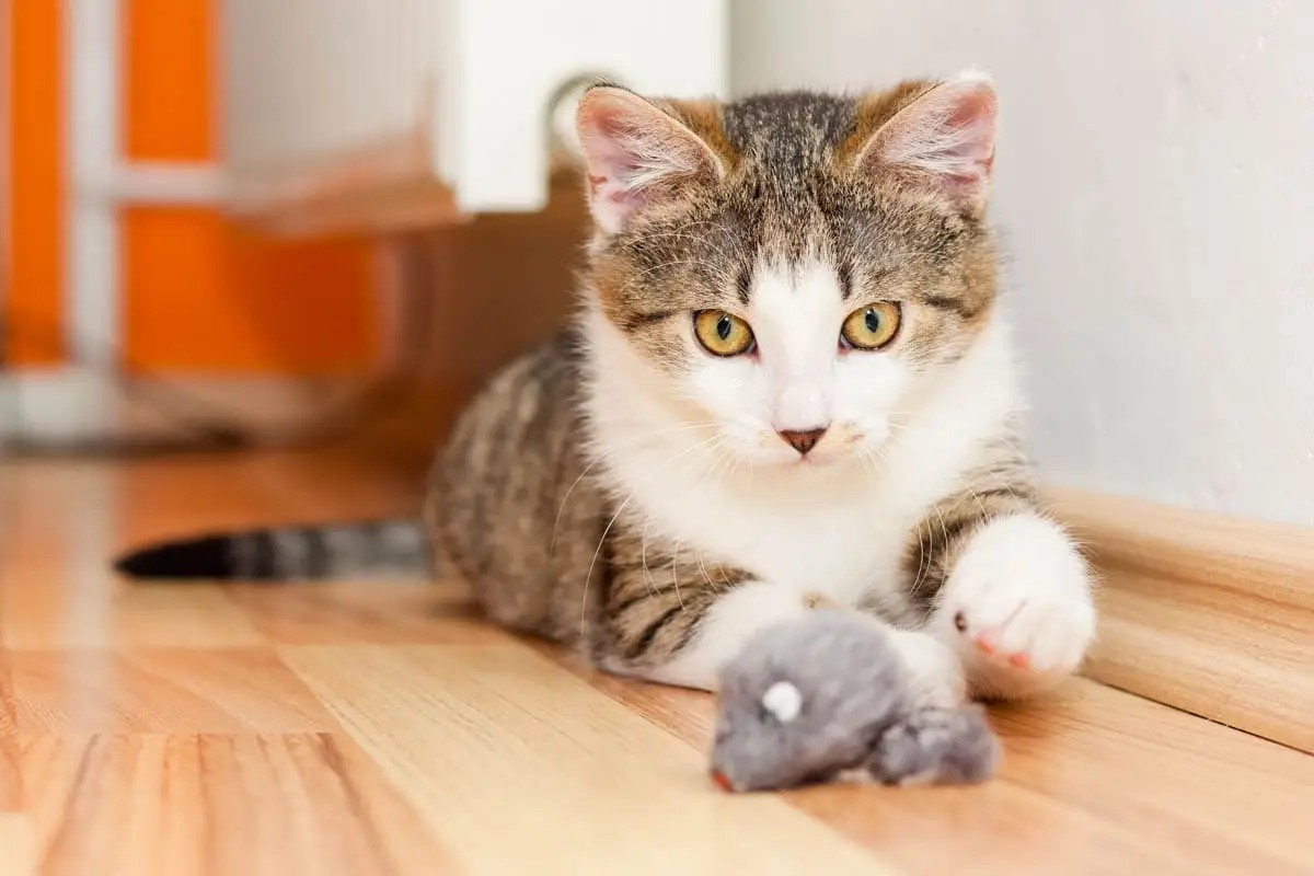 Young cat playing with toys