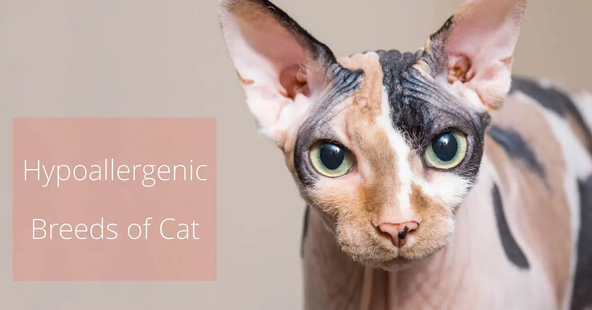 Hypoallergenic breeds of cat
