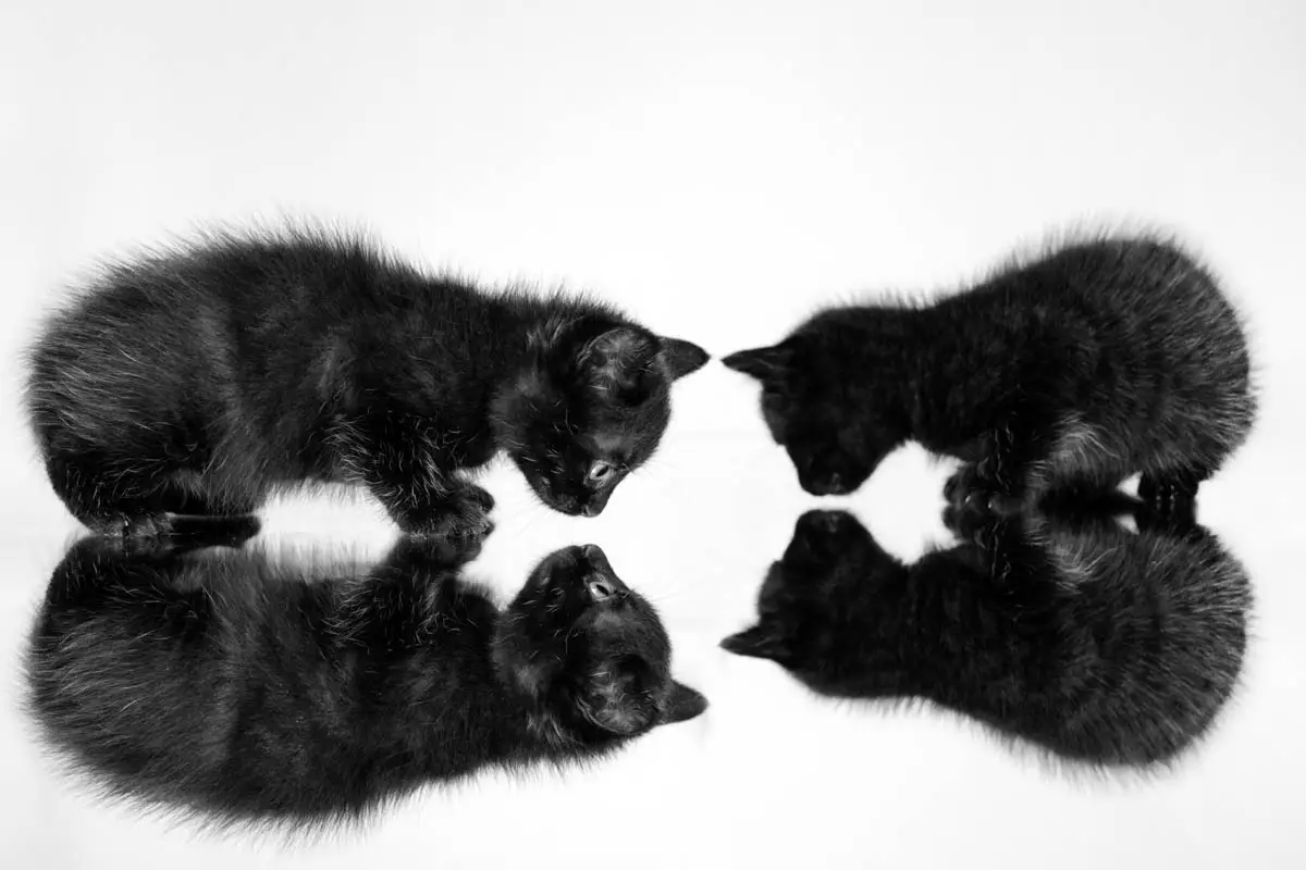 Can kittens be identical twins