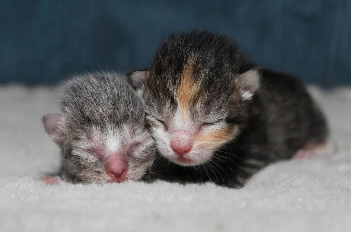 Newborn kittens