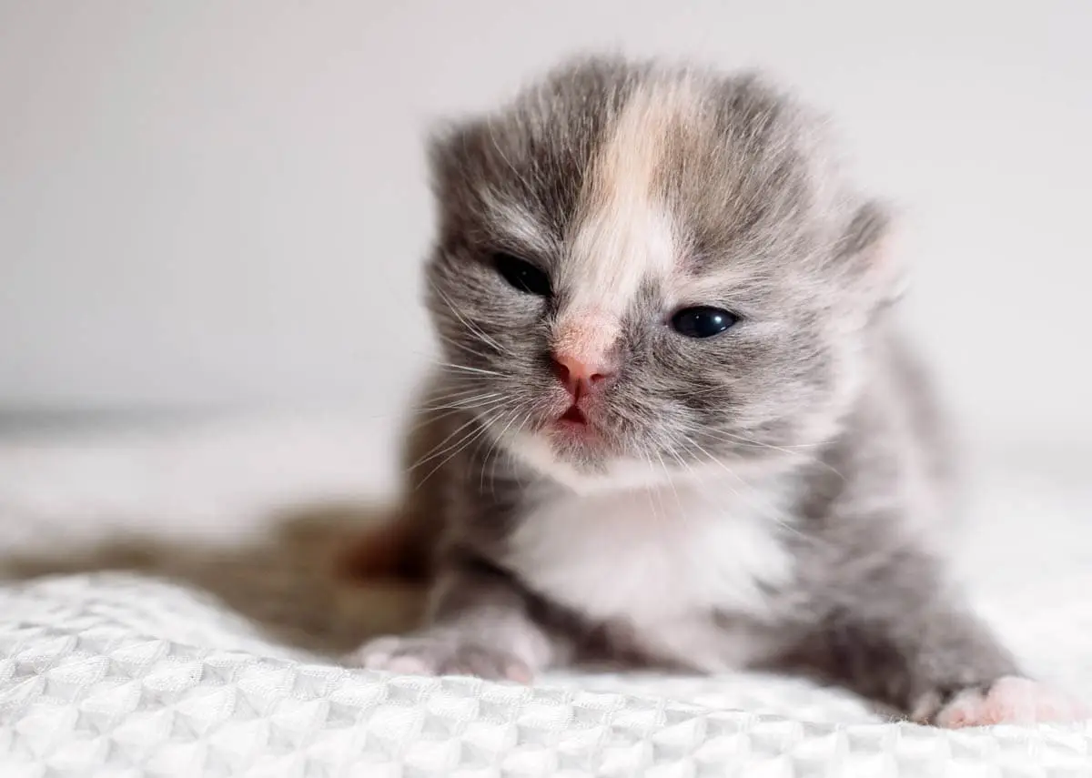 Two week old kitten