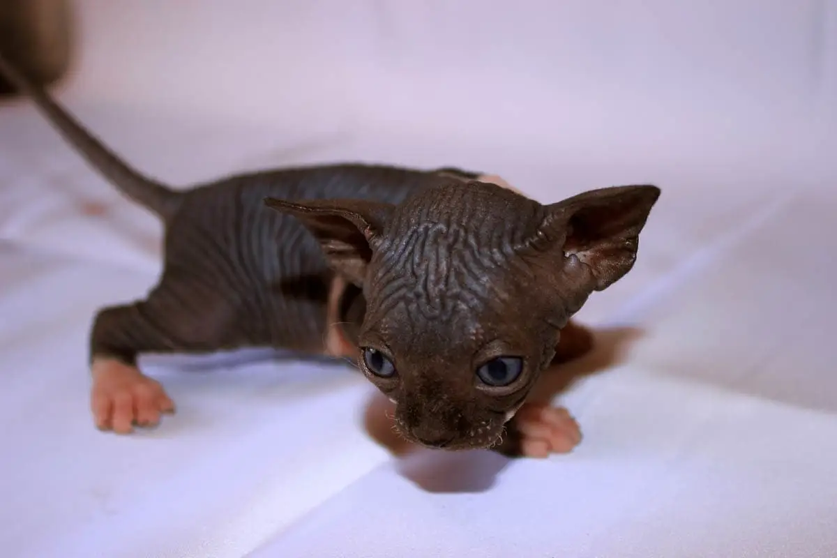 Three week old kitten