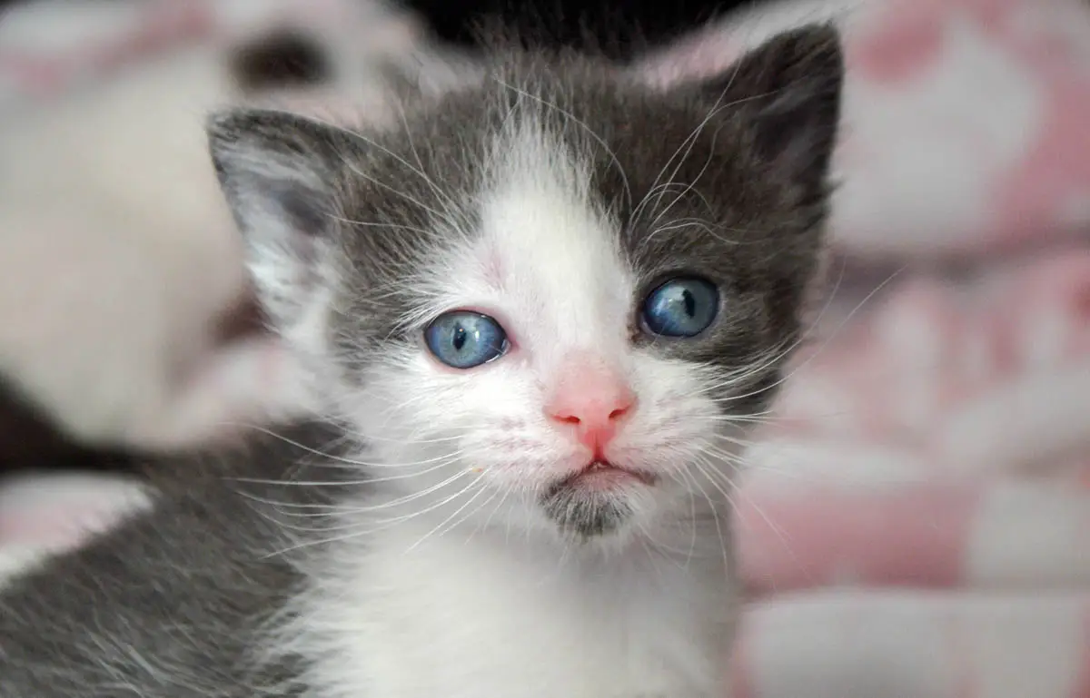 Four week old kitten