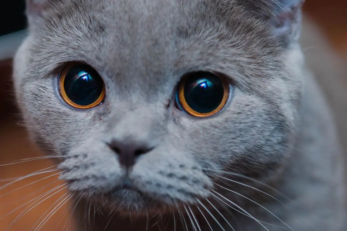 How to help a stressed cat