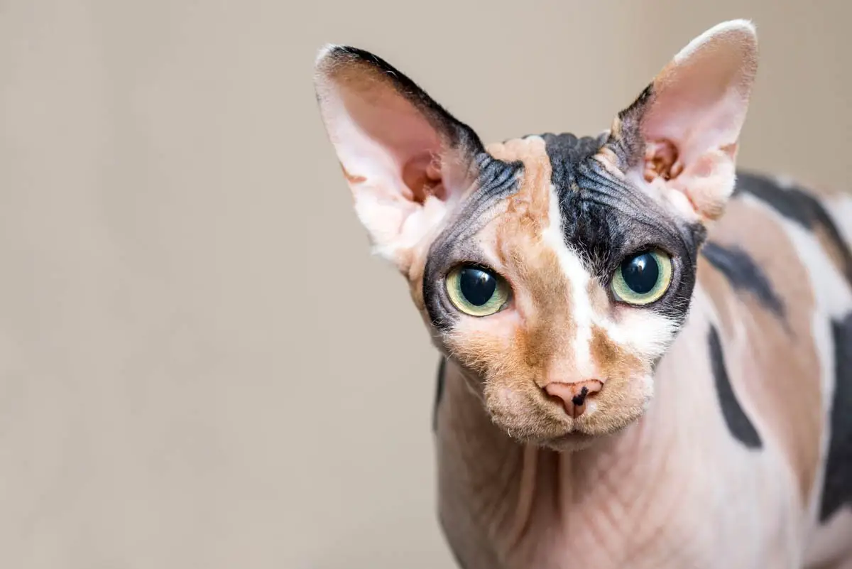 Calico Sphynx