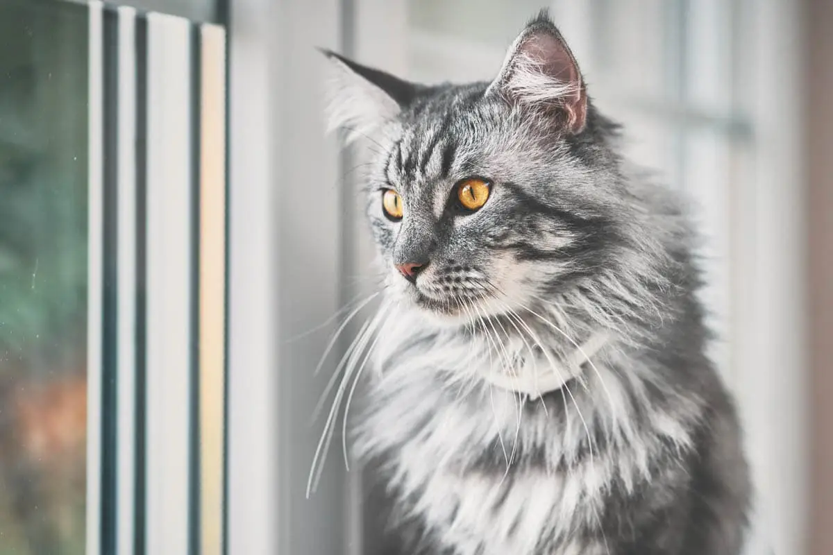 When is the right time to adopt after losing a pet?