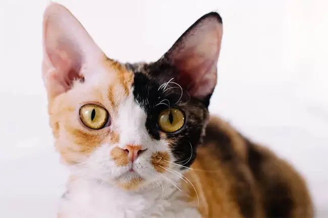 Black, red and white calico cat
