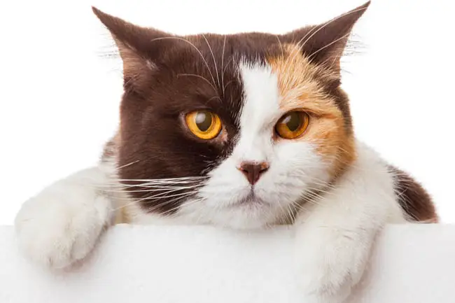 Brown, red and white calico cat