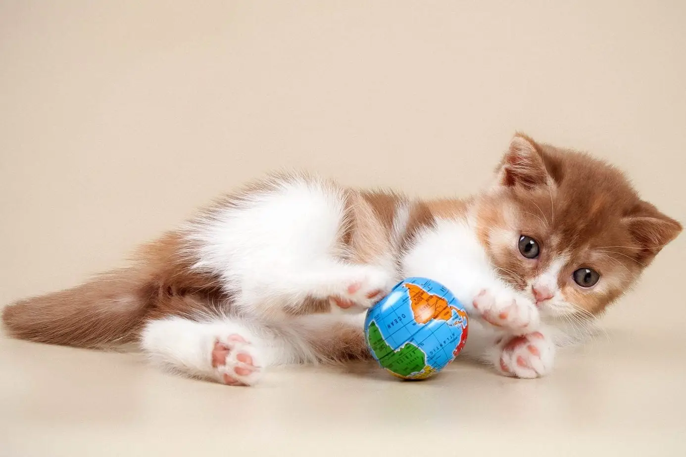 Cinnamon and red calico cat