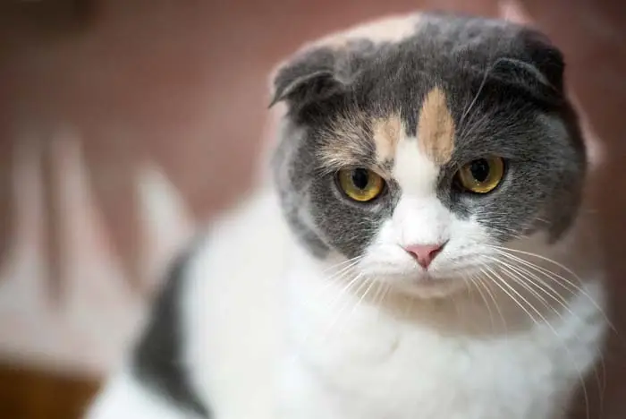 Dilute calico Scottish Fold