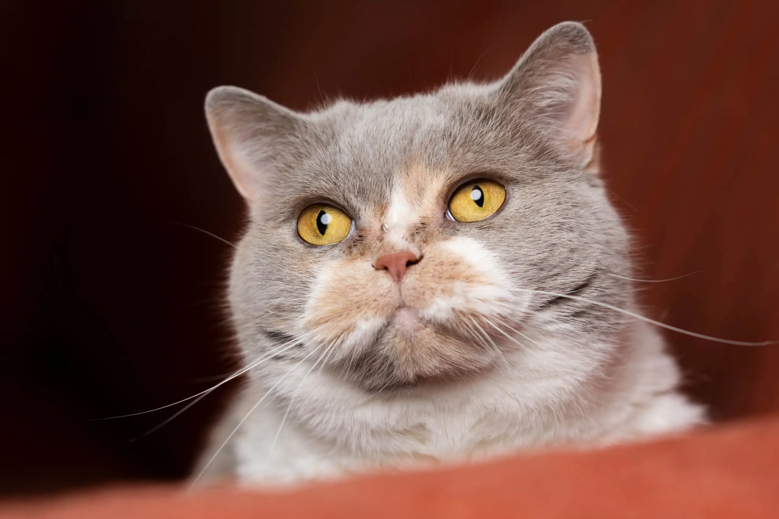 Lilac and cream calico cat