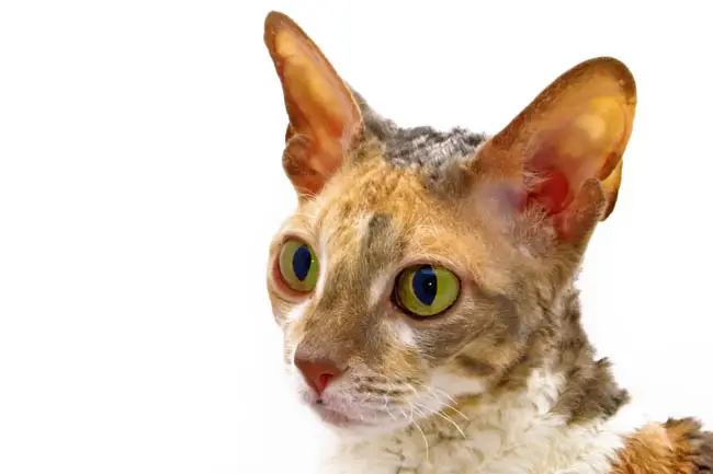 Fawn calico
