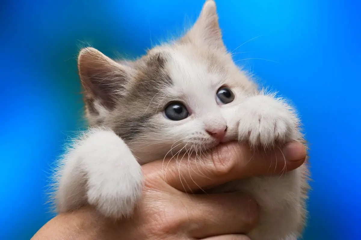 Biting in kittens