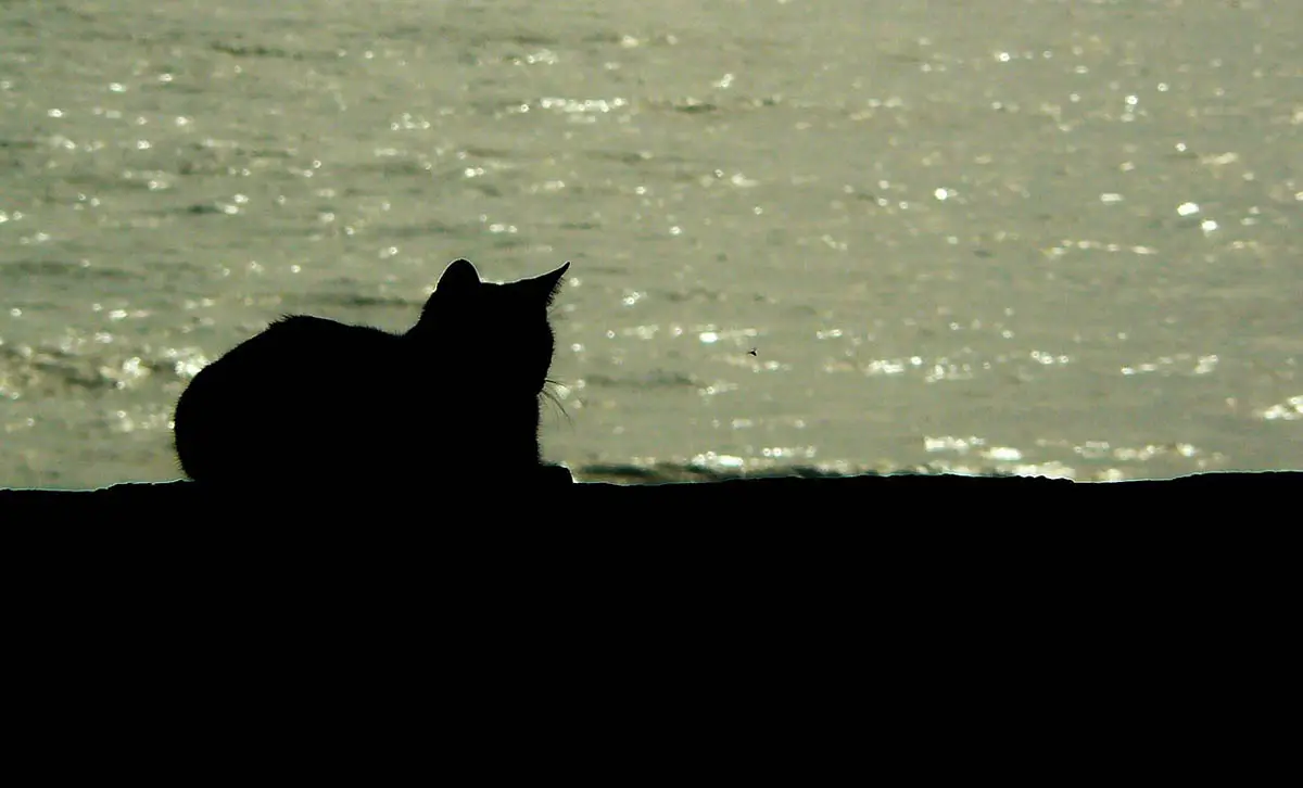 Dying cat