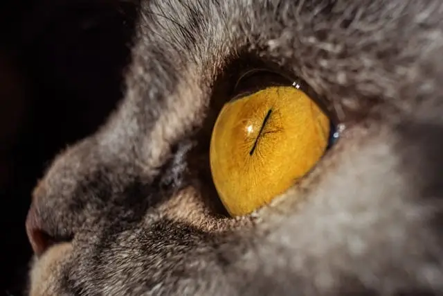 Adopting a cat after losing a pet