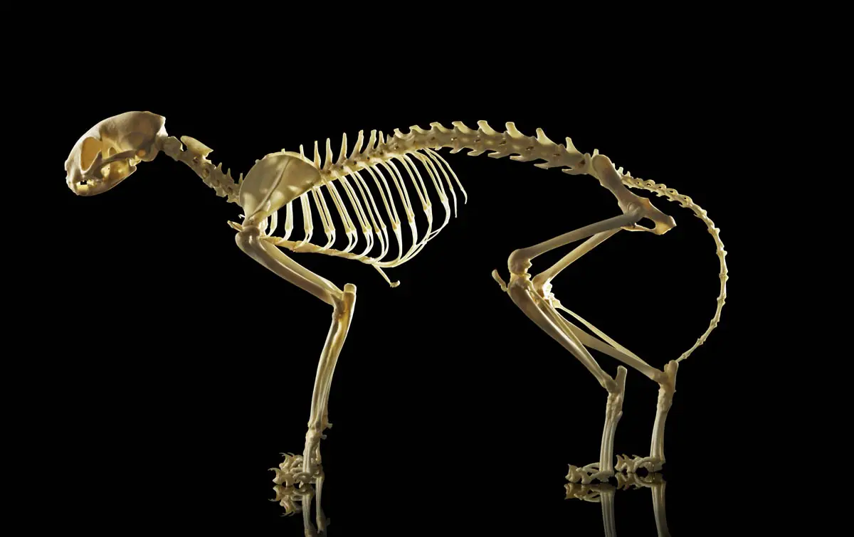 Bones of the cat