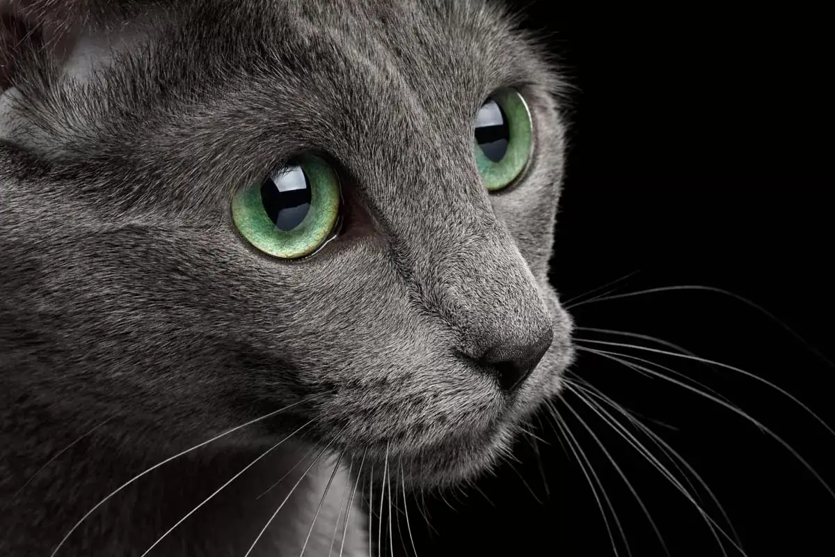 What is a cat council or registrar?