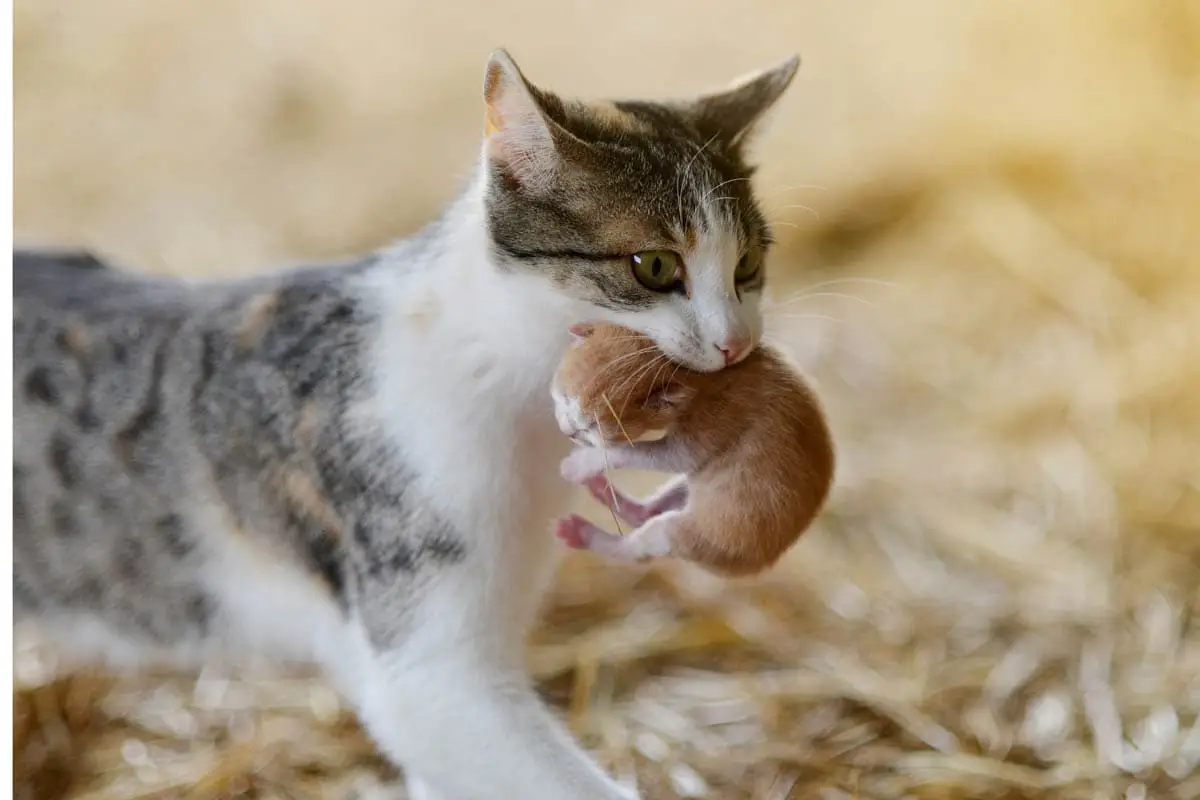 Why do mother cats move their kittens?
