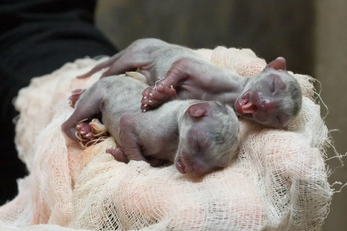Newborn kittens