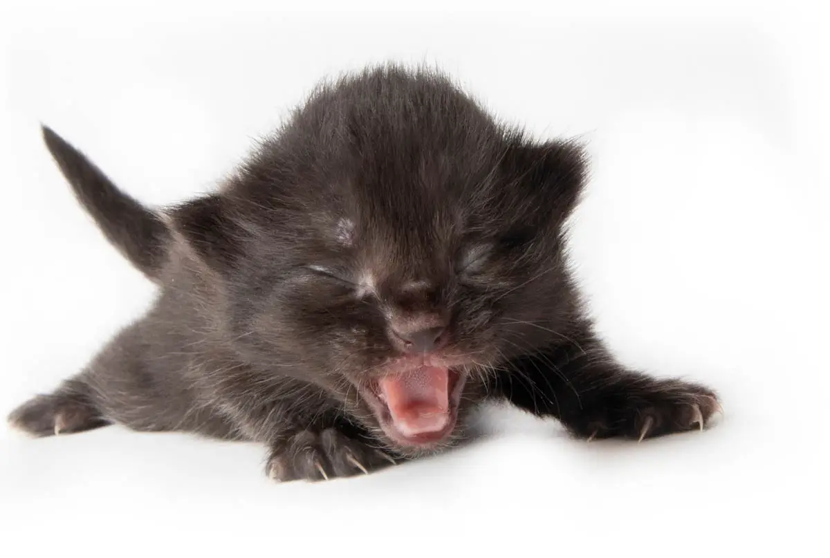 One week old kitten