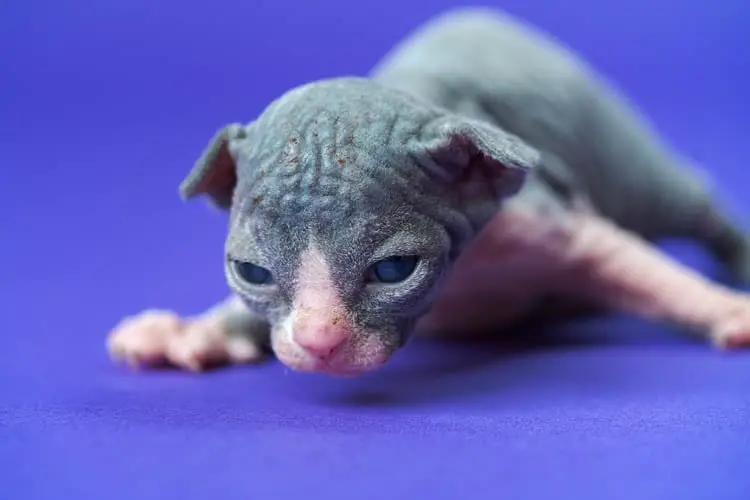 Two week old Sphynx kitten