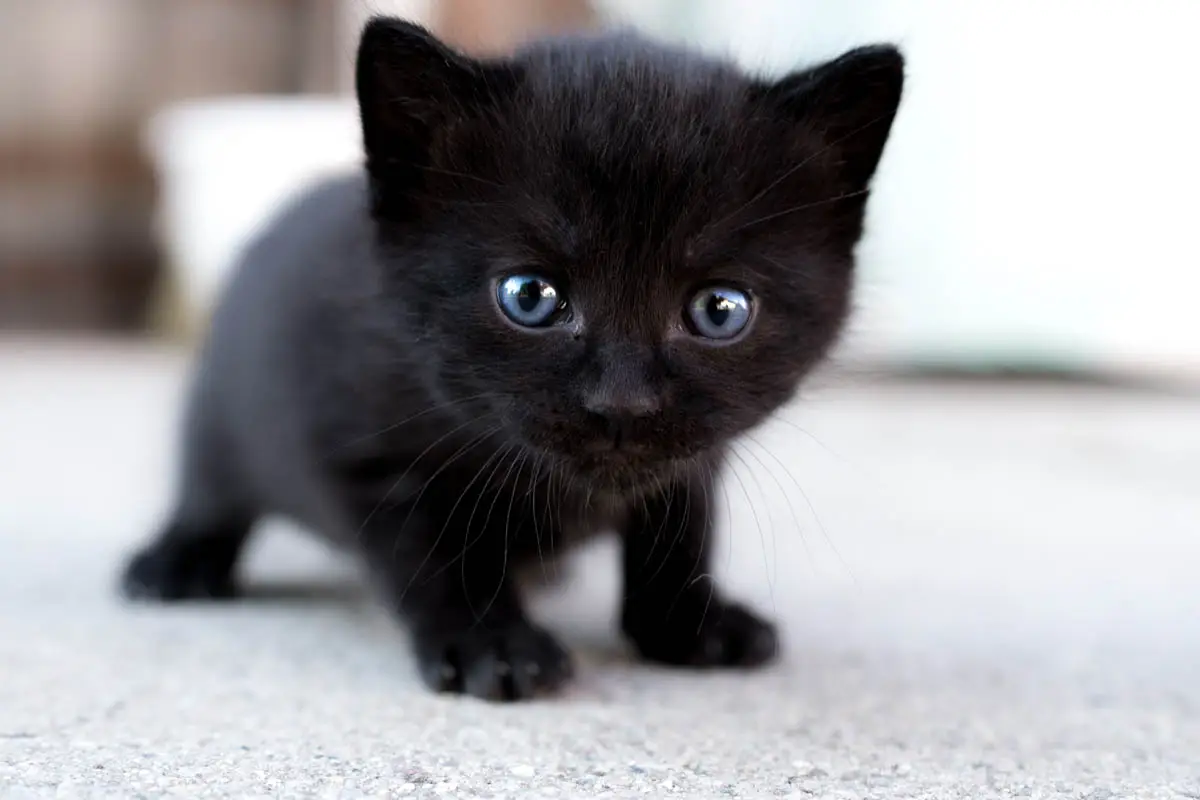 Three week old kitten