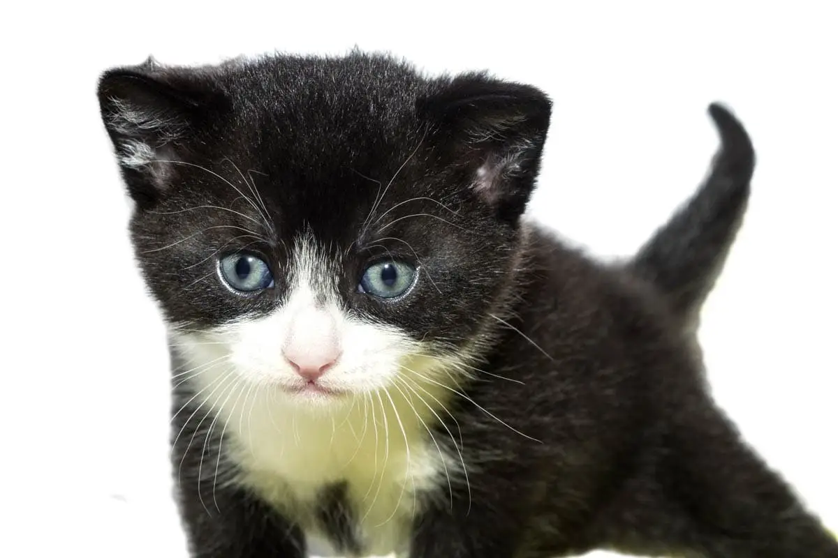 Four week old kitten