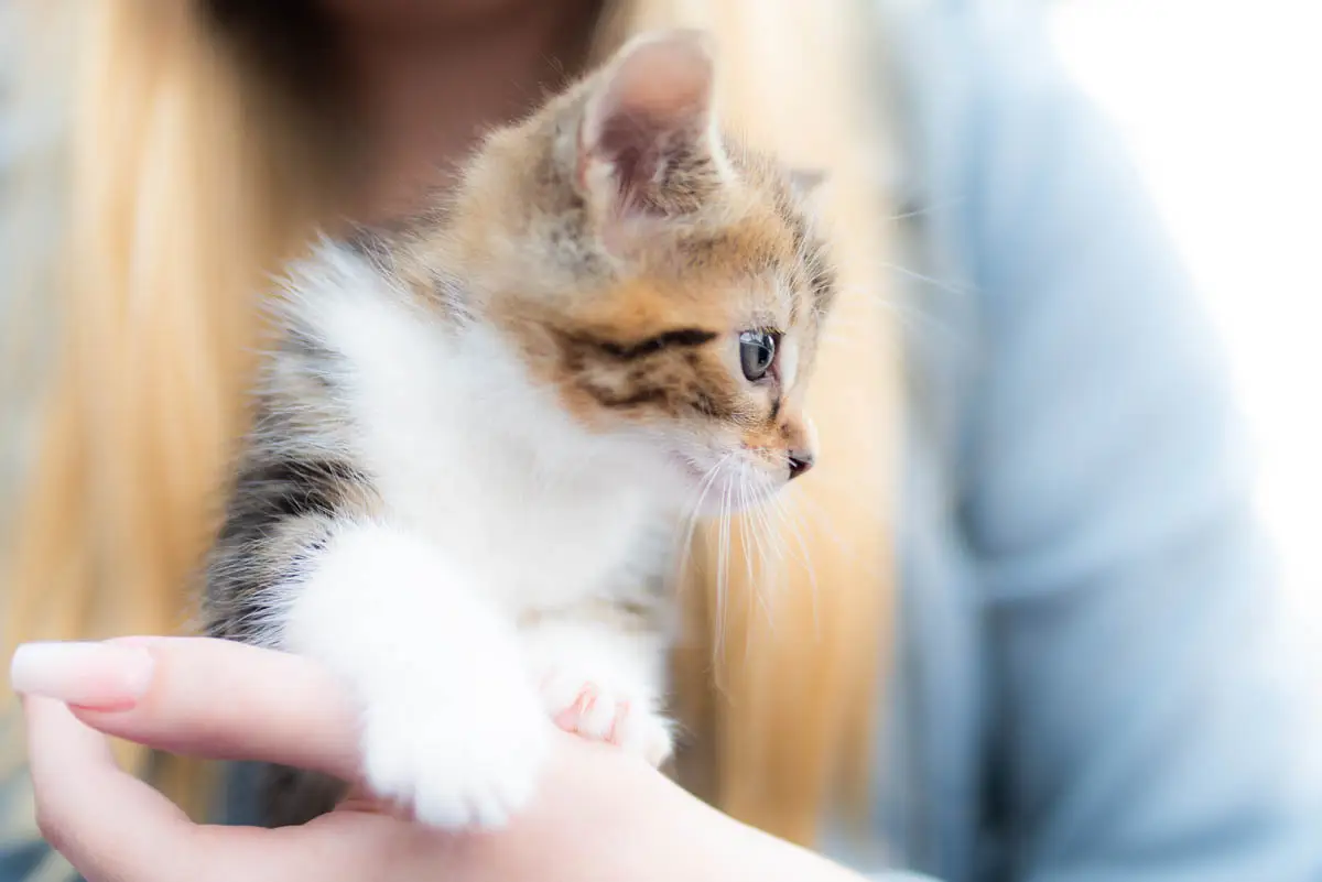 Five week old kitten