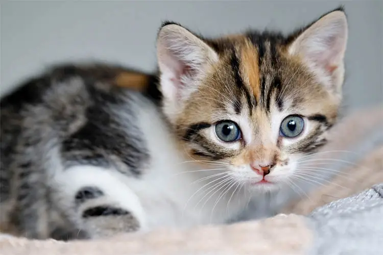 Six week old kitten