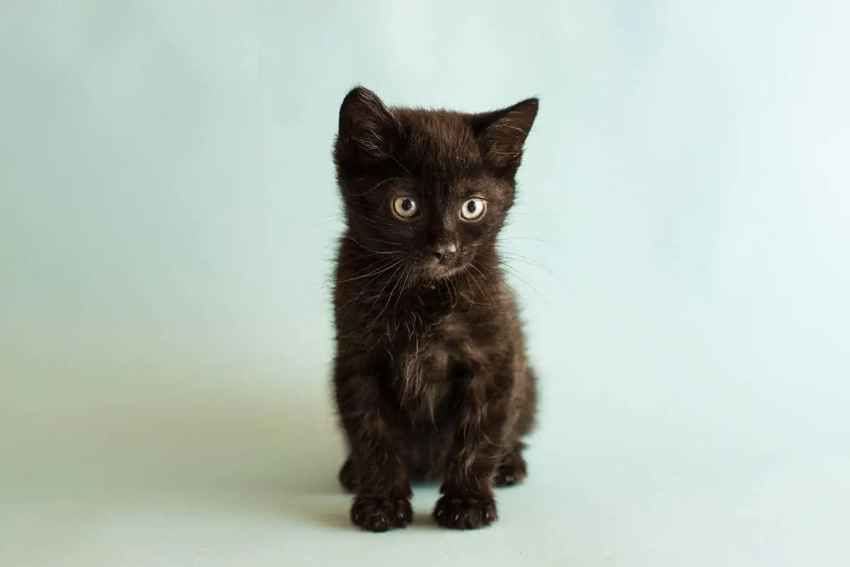 Seven week old kitten