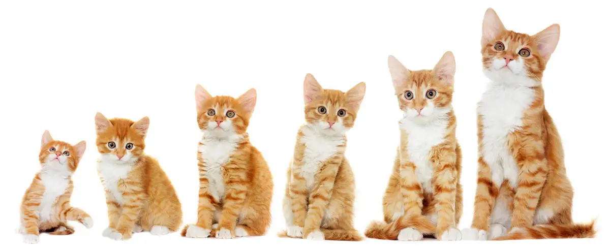 Kitten development
