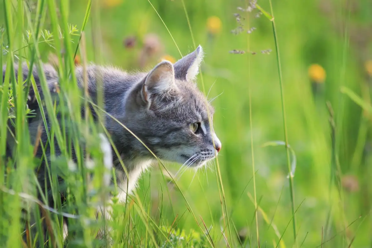 How to stop cats hunting