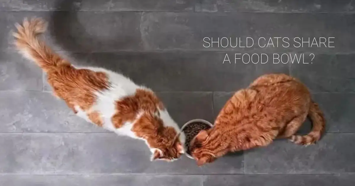 Should cats share a food bowl?