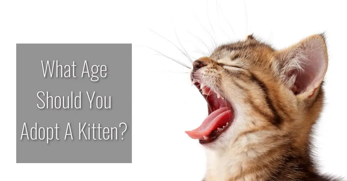 What age should you adopt a kitten?
