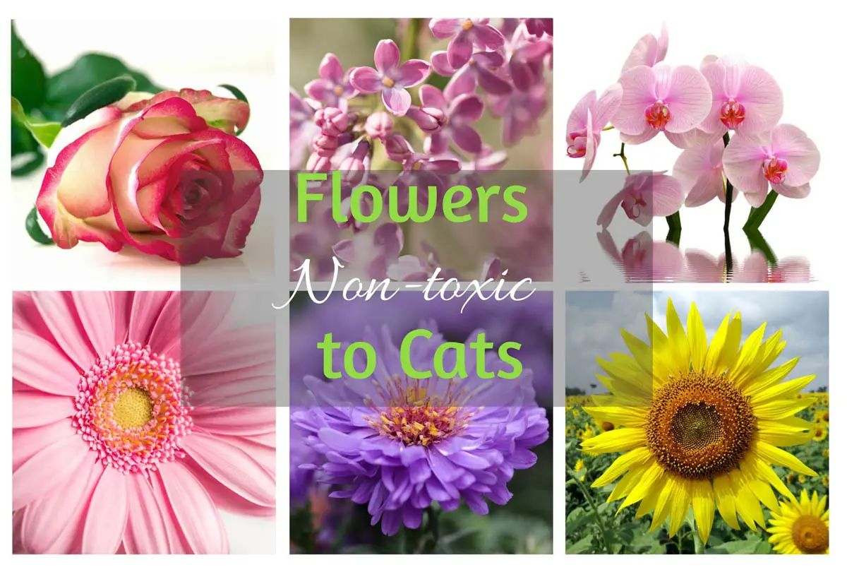 What flowers are non-toxic to cats