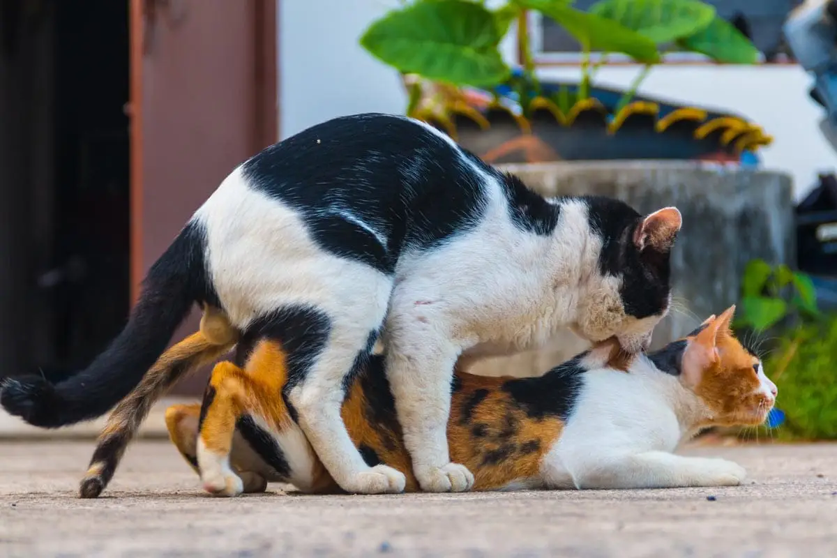 Mating in cats