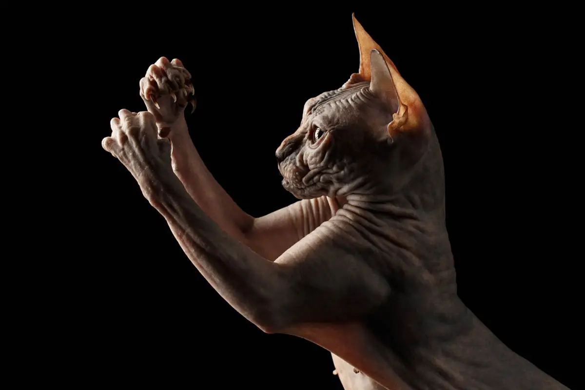 Do cats have armpits?