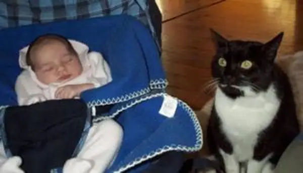 cat and baby