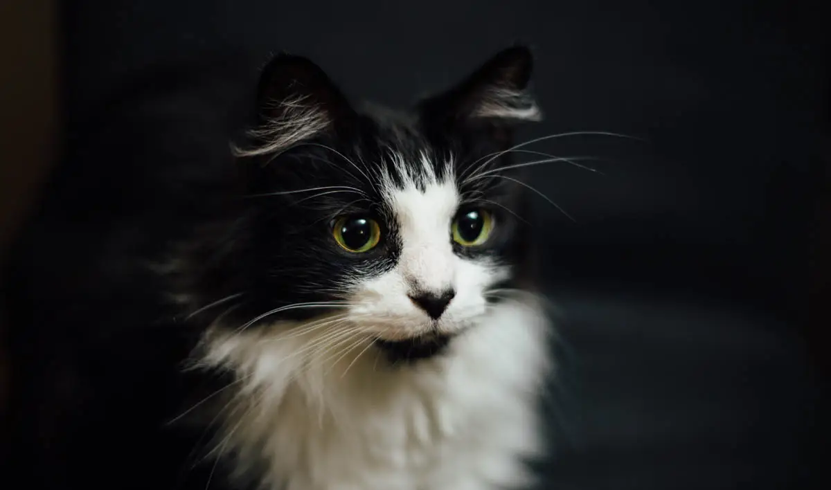 Coping with the loss of a pet