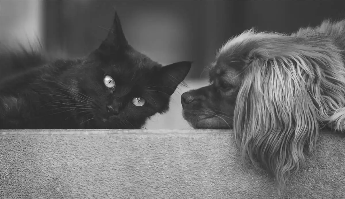Cat friendly dog breeds