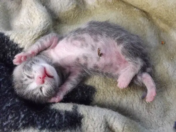 Dried up umbilical stump on a newborn kitten