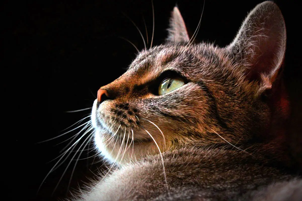 Spaying a cat