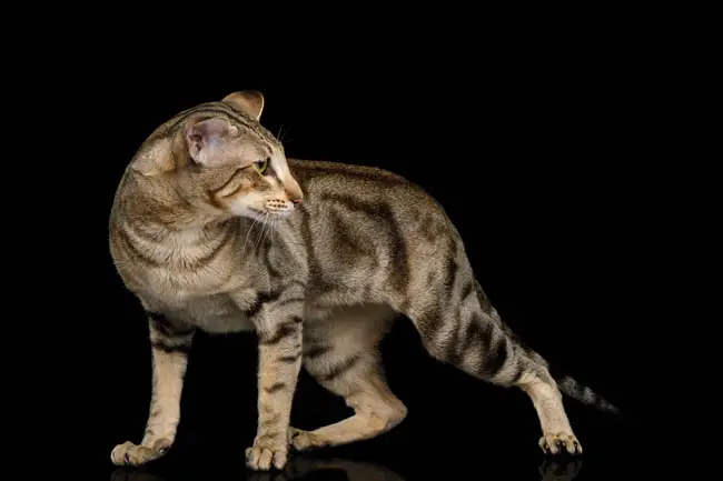 Classic tabby oriental cat