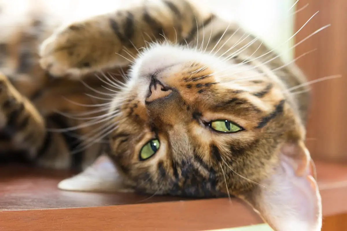 Toyger cat