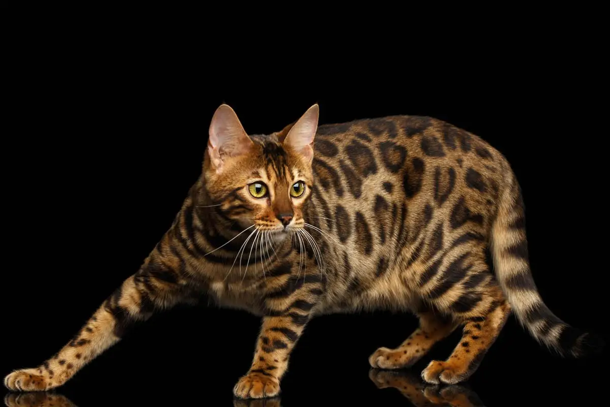 What is a pedigree cat?